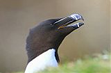 Razorbill